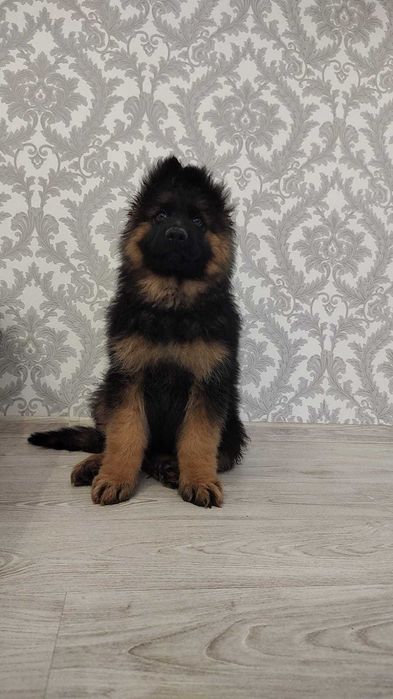 Owczarek Niemiecki Suczka