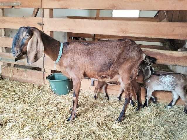Kózka Anglonubijska 100% NOG koza brązowa