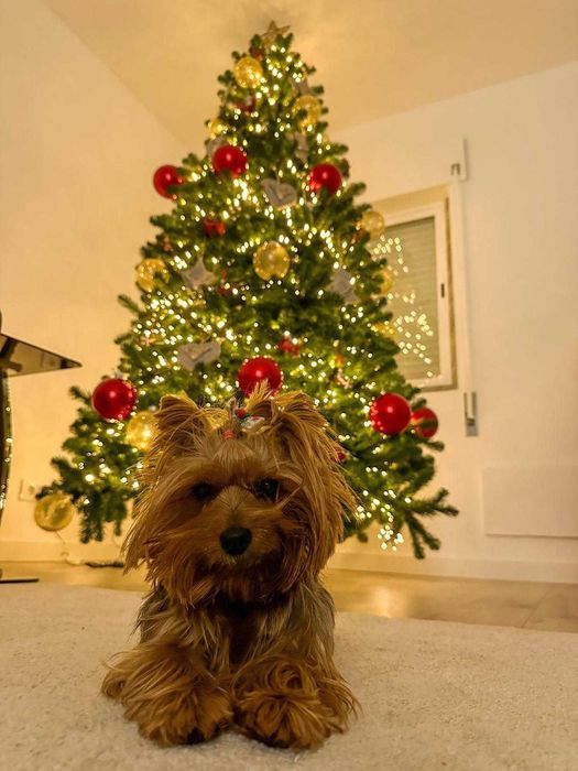 Árvore de Natal do HORTO (Campo Grande) com 2,60m de altura