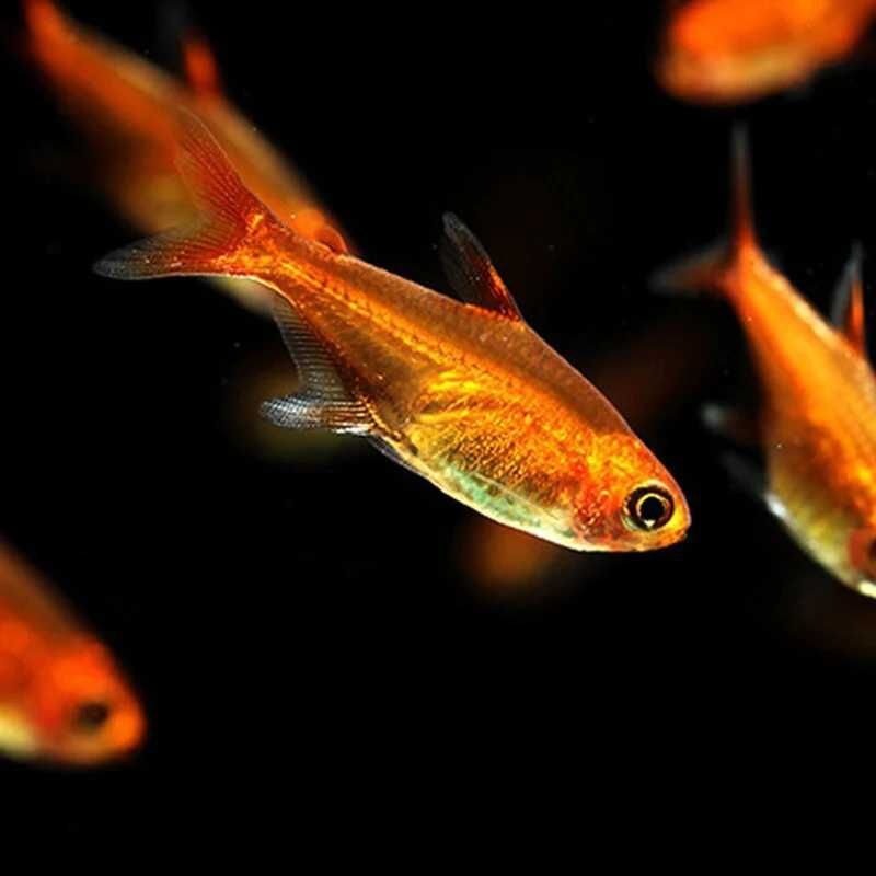 Bystrzyk Amandy - 2 cm - 10 sztuk -  Sklep Zoologiczny ALTUM