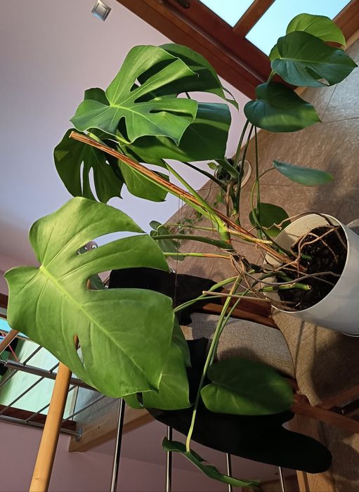 XXL Monstera dwupędowa