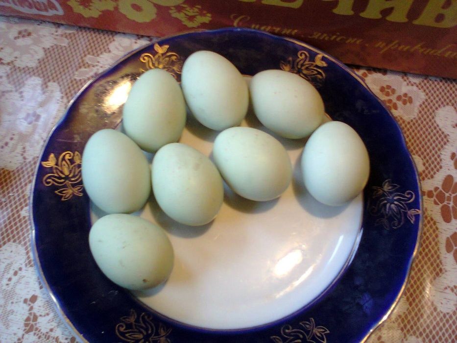 Продам голубое яйцо от кур породы Амераукана Голубая