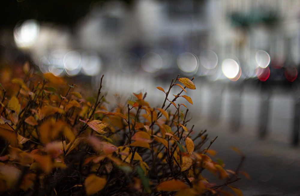 KULTOWA TOMIOKA! Auto Revuenon 55mm f/1.4 M42 - Kremowe Bokeh!