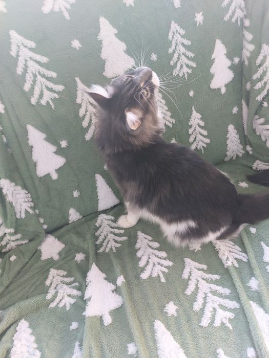 Kot Maine Coon rodowód FPL