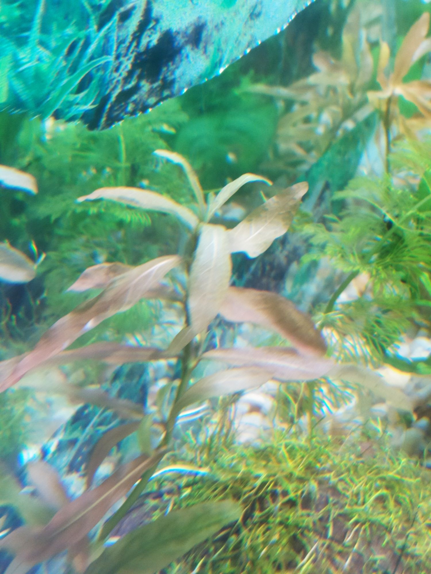 Peixes aquário Plantas aquário 2 tipos