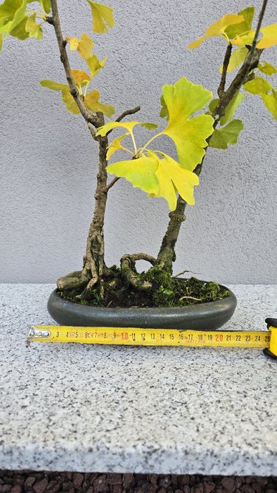 Bonsai Ginkgo Biloba