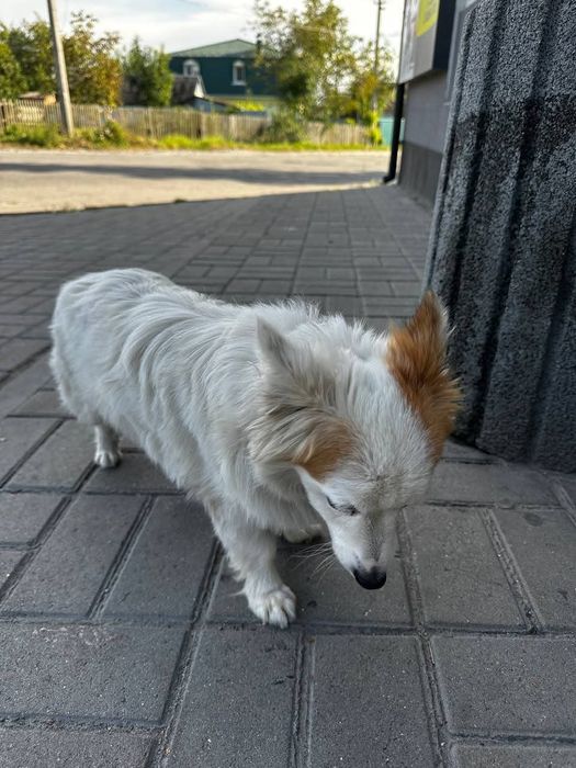 Вінниця! Старе місто! Знайдена собака!