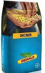 Kukurydza DKC3609 DEKALB FAO240-250 Monsanto KWS nasiona kukurydzy IGP
