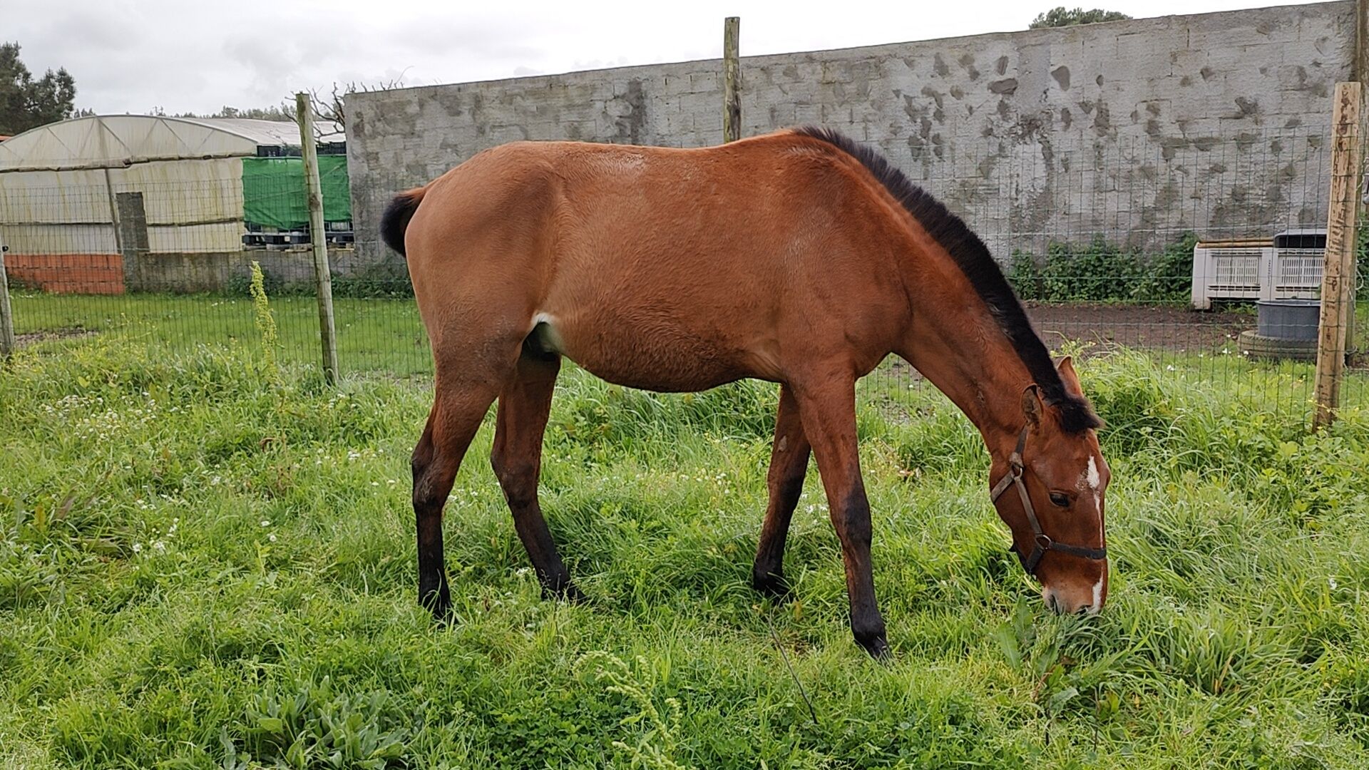 Poldro Lusitano mas sem papéis