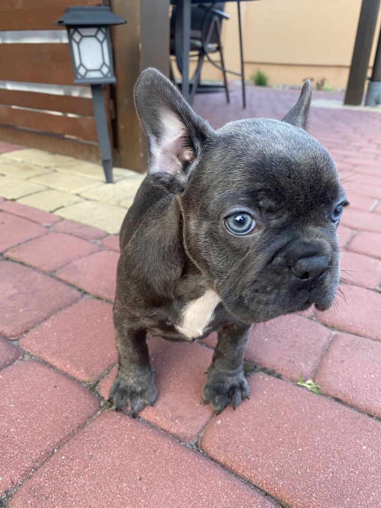 Buldog francuski piesek blue metryczka , czip, wyprawka