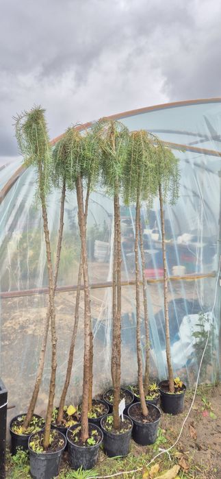 Modrzew  szczepione na pniu