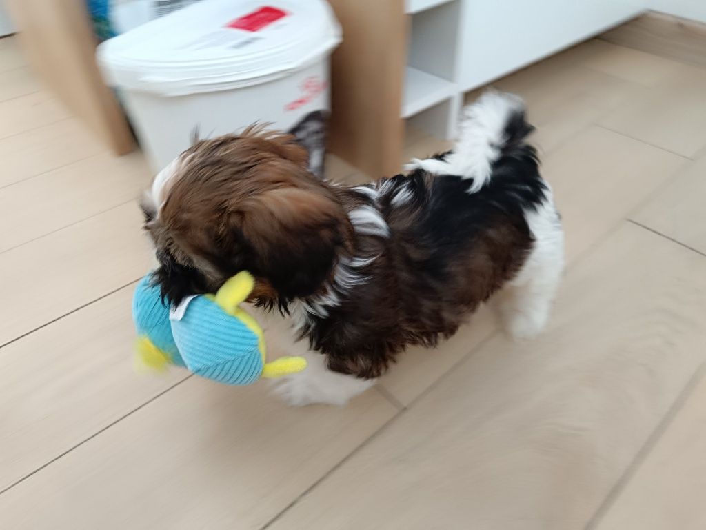 Piesek rasy SHIH TZU  z rodowodem