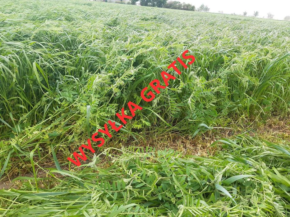 Mieszanka Gorzowska, jara/ozima, wyka, życica, inkarnatka