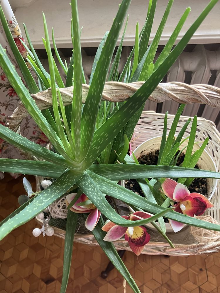 Aloes duży i mały w dwóch doniczkach i koszu
