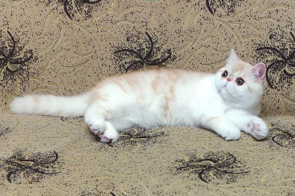 Сладкий экзотик Зефир