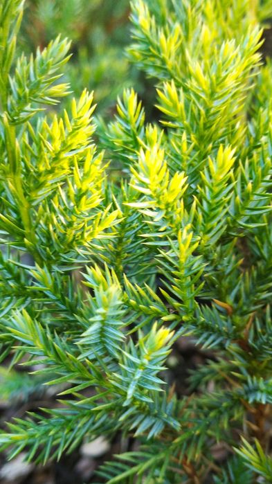 Ялівці горизонтальні, середні : Blue carpet, Dream joy , Pfitzeriana a