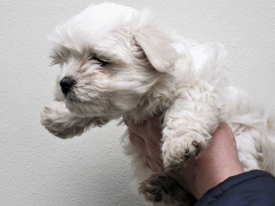 Radosny  szczeniaczek  -  Maltańczyk