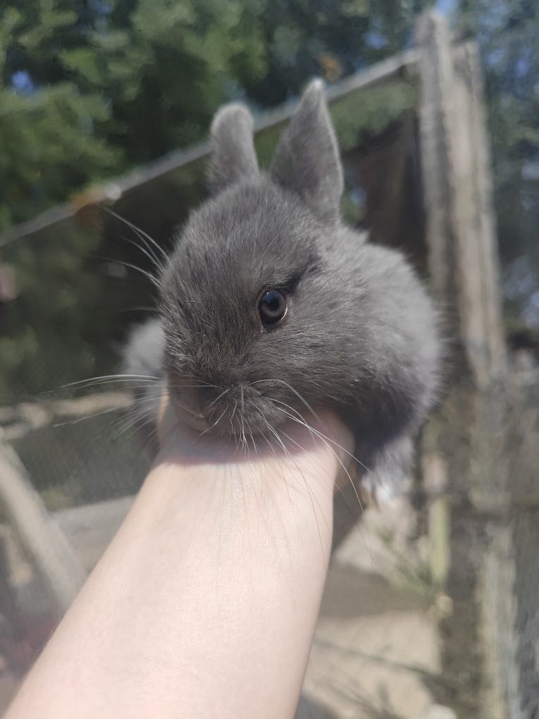 Coelhos Mini toy