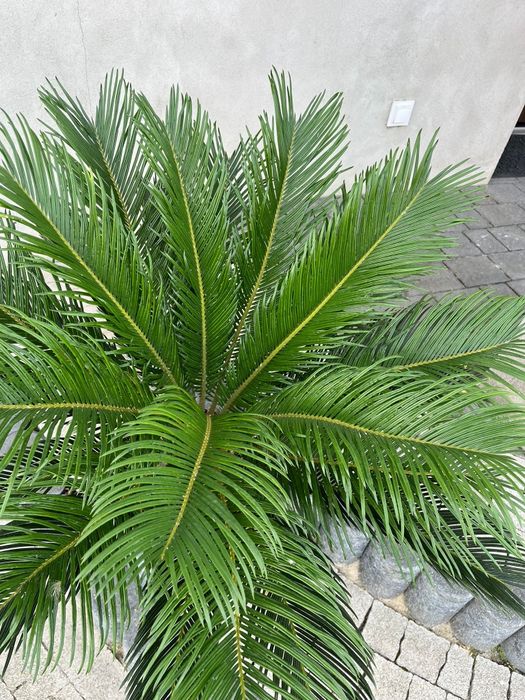 Palma Cycas Revoluta