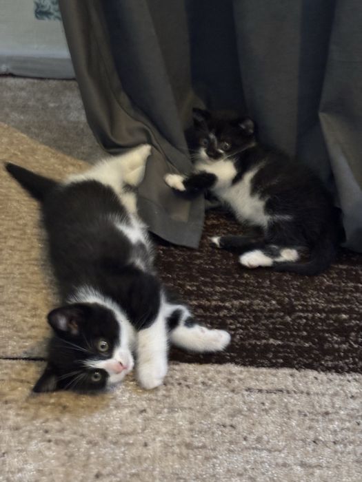 Кошенята котики 8 тижнів