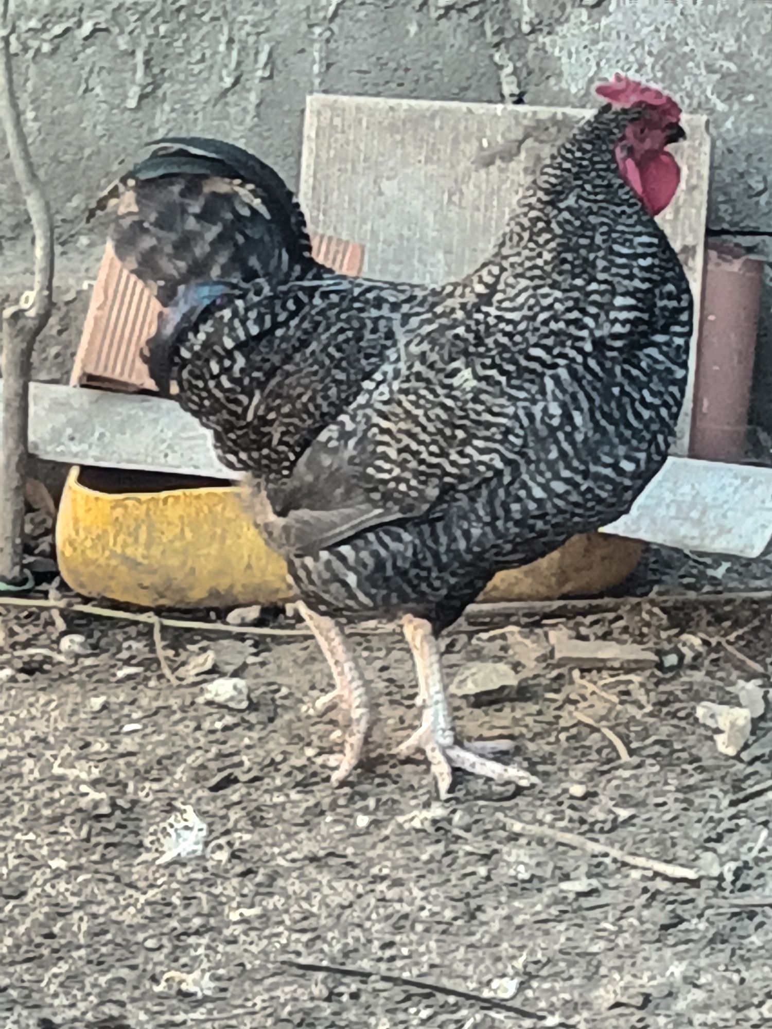 Galinhas e patos