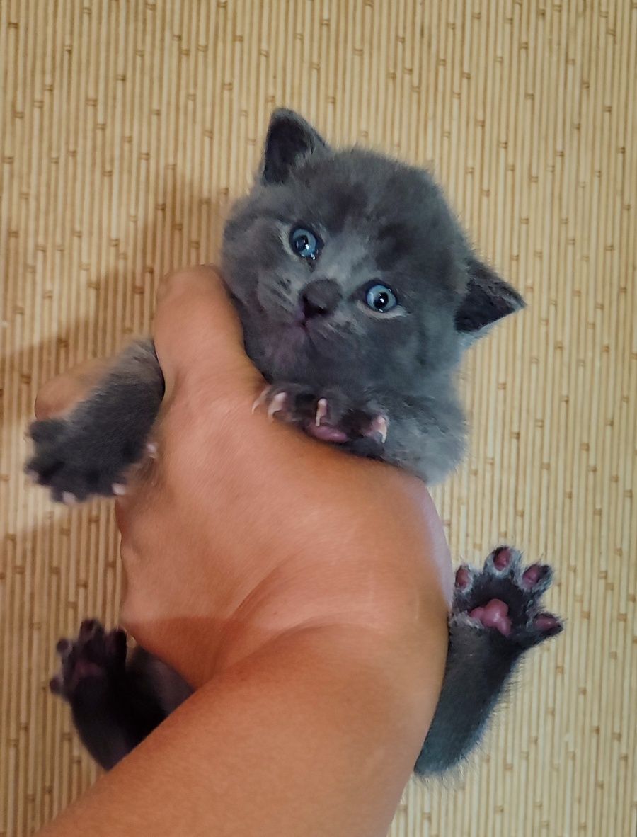 Продам котят Скотіш