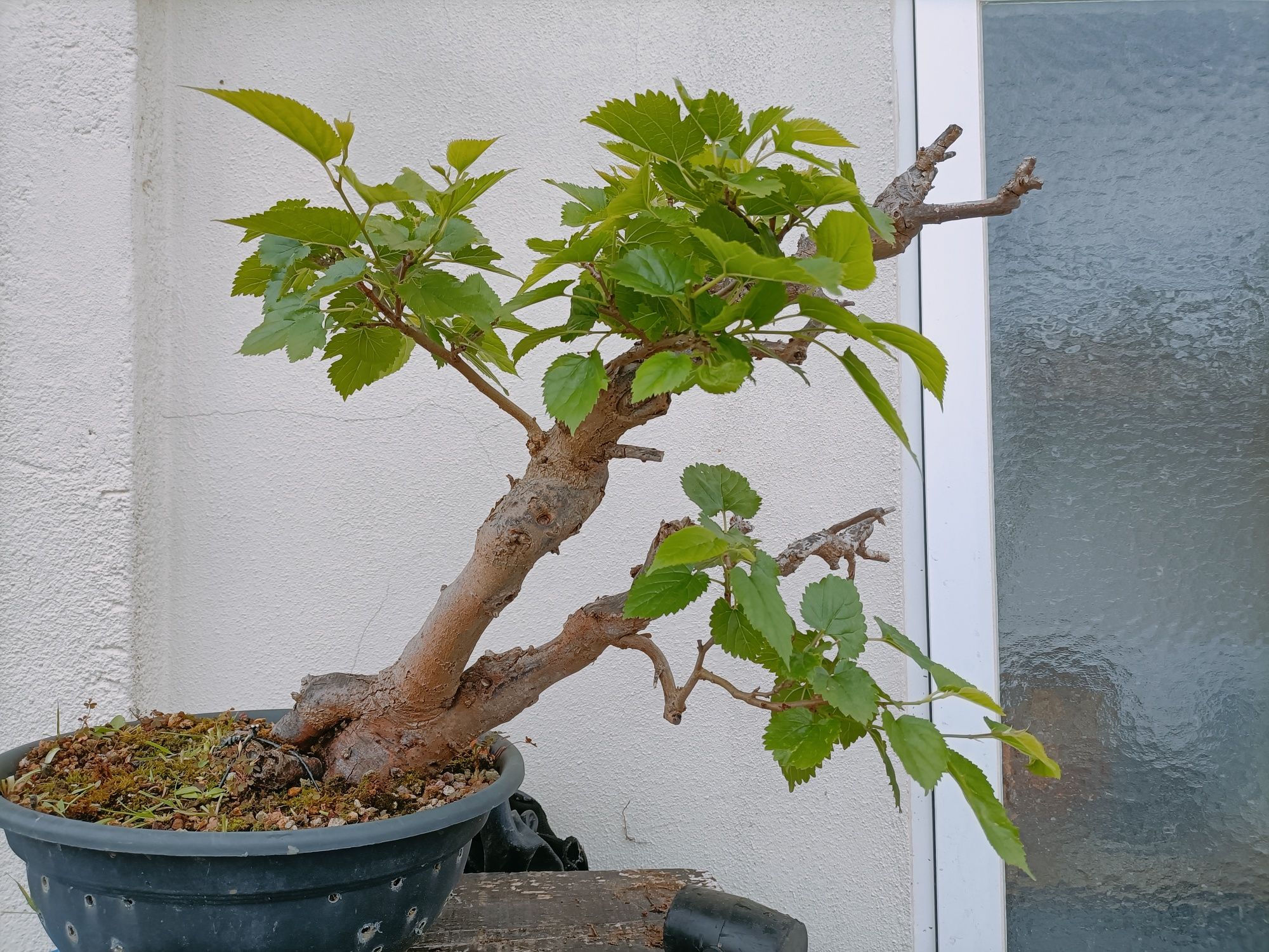 Amoreira pré Bonsai