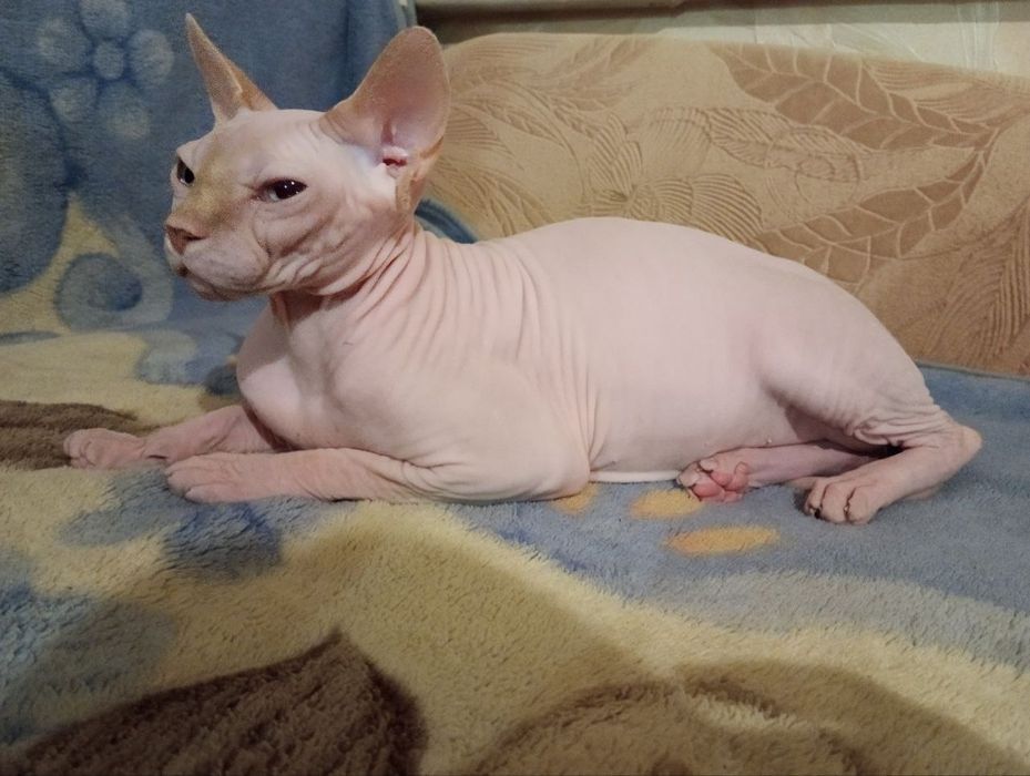 Канадський сфінкс- ідеальний домашній улюбленець