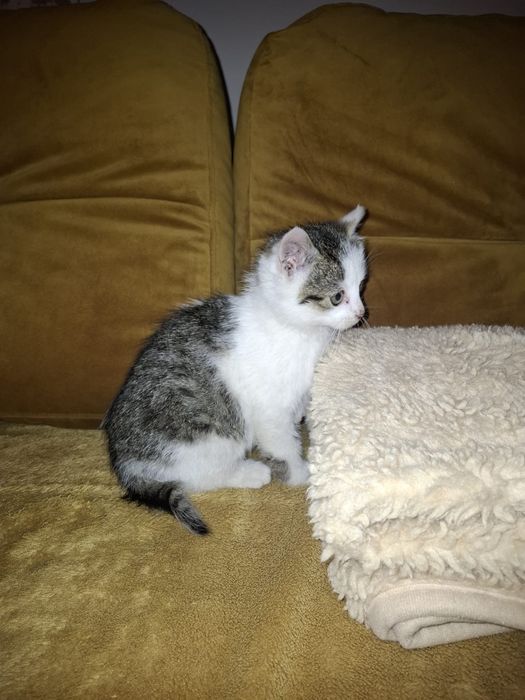 Oddam kotka za darmo