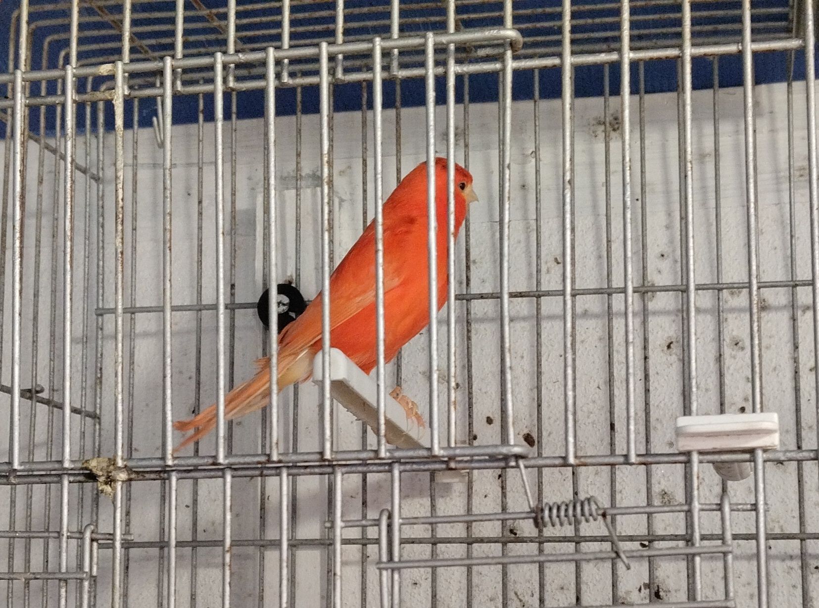 Lote de 19 canários