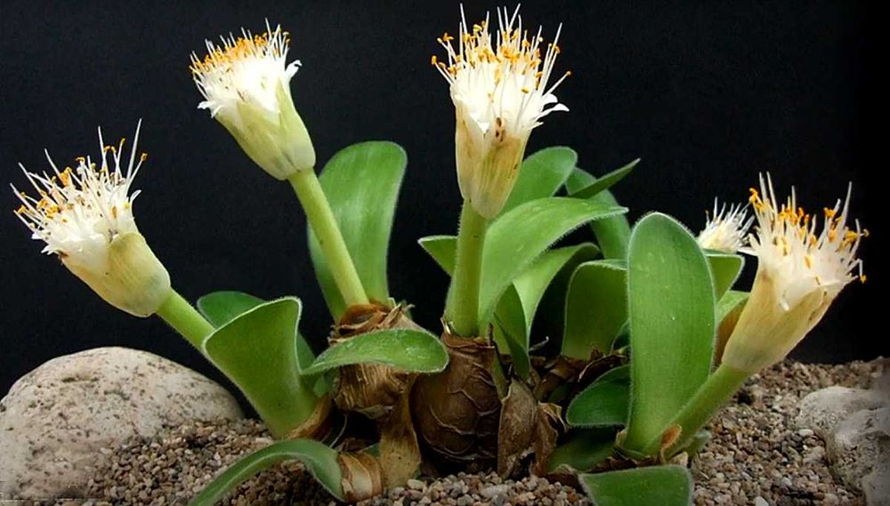 Гемантус Деформис белоцветковый