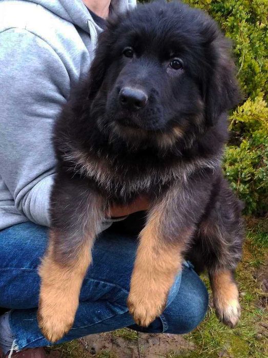 Owczarek niemiecki długowłosy potężny szczeniak po bardzo dużych psach