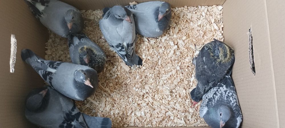 Pombos correios para venda devidamente anilhados com os respectivos ca