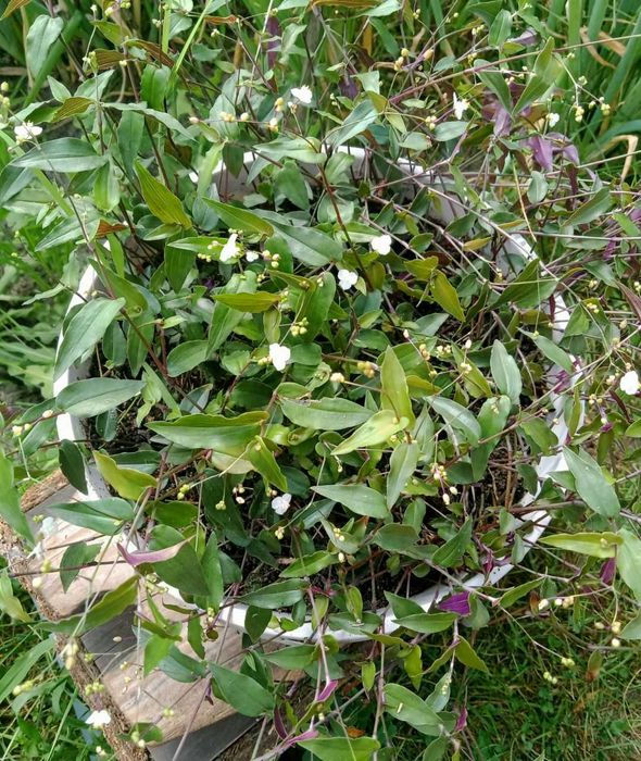 Традесканція альбіфлора, рео, колізія