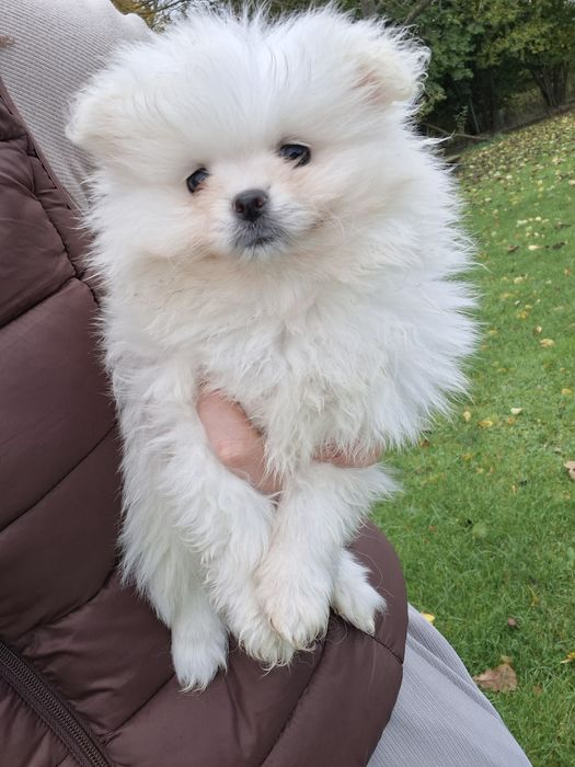 Suczka rasy szpic miniaturowy biały, piesek miś