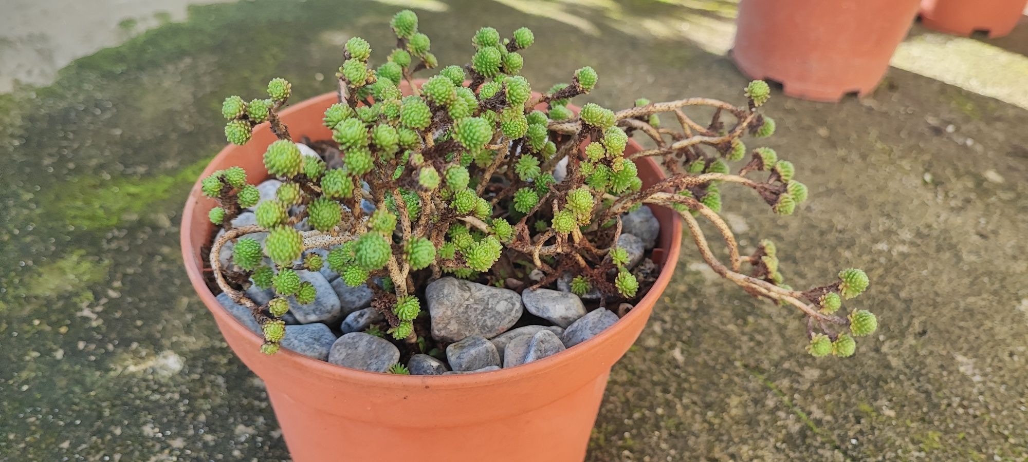 Planta suculenta