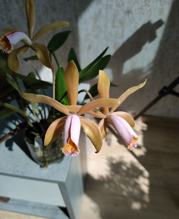 Cattleya forbesii, катлея, орхідея ароматна