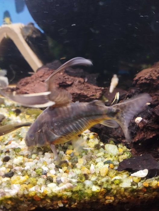 Kiryski długa pletwa