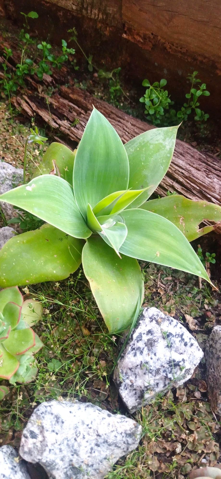 Agave dragão em vaso