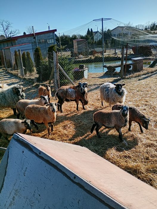 Sprzedam owce kameruńskie i wrzosówki