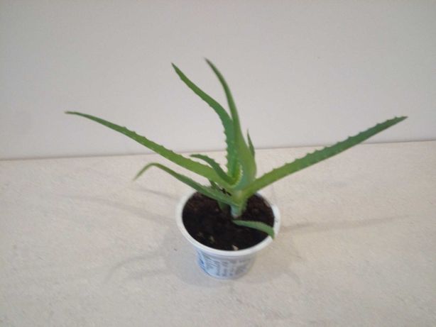 Aloes roślina lecznicza