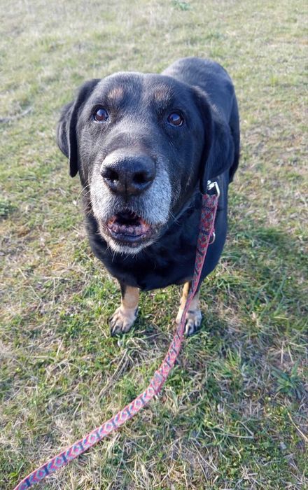 Saba rottweilerka do adopcji