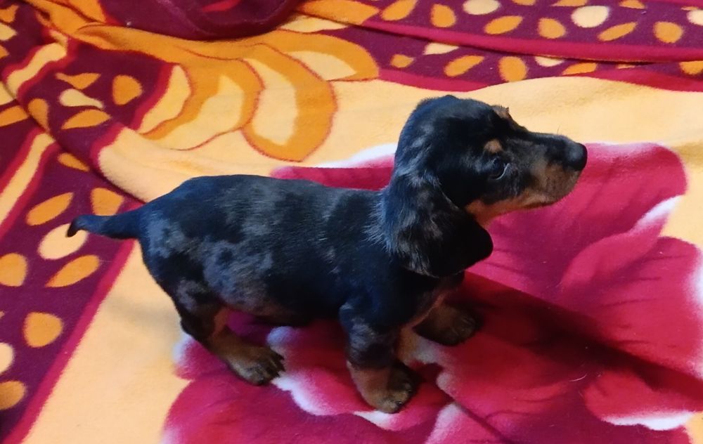 Продам щенка таксы мраморный.