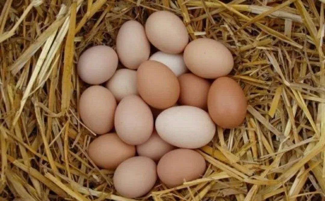 яйца куриные домашние