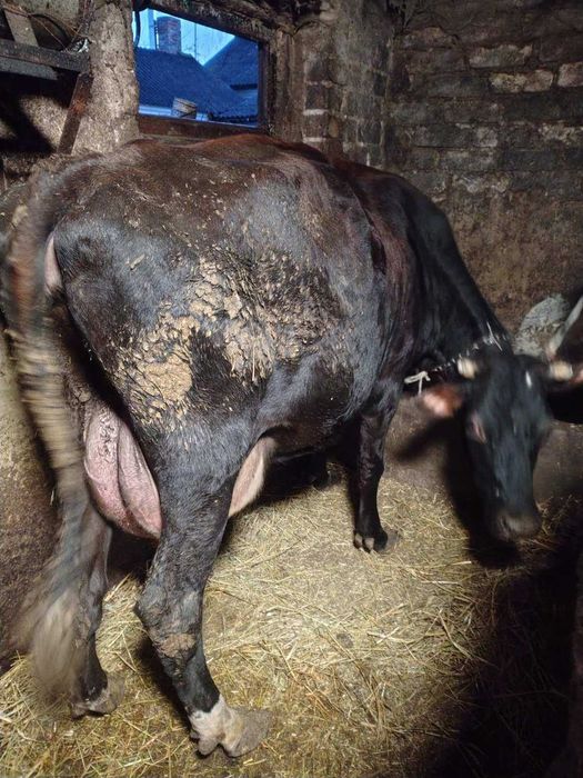 Продам корову порода Джерс 75 %