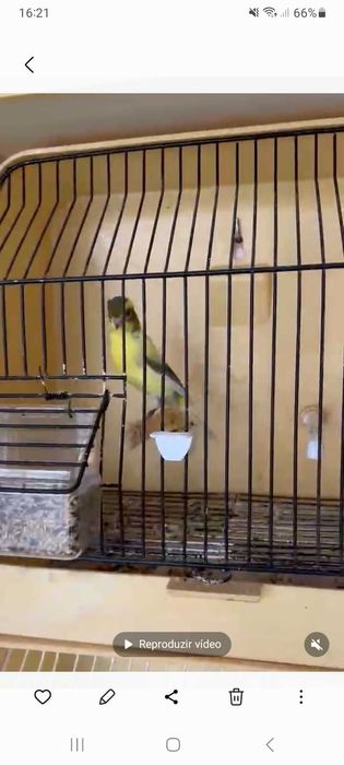 Canários irish fancy