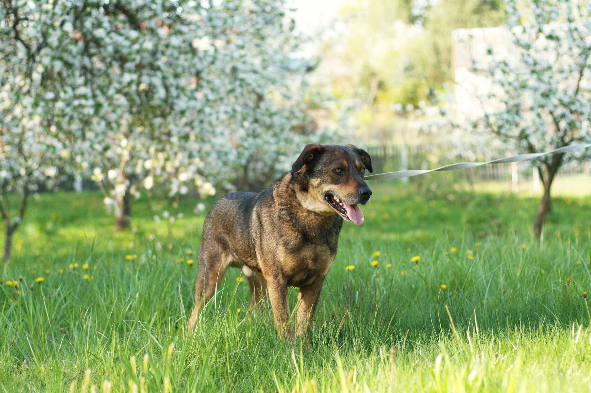 Hukerek- wyjątkowy piesek poleca się do adopcji