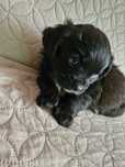Pieski mieszane shih tzu z kundelkiem.