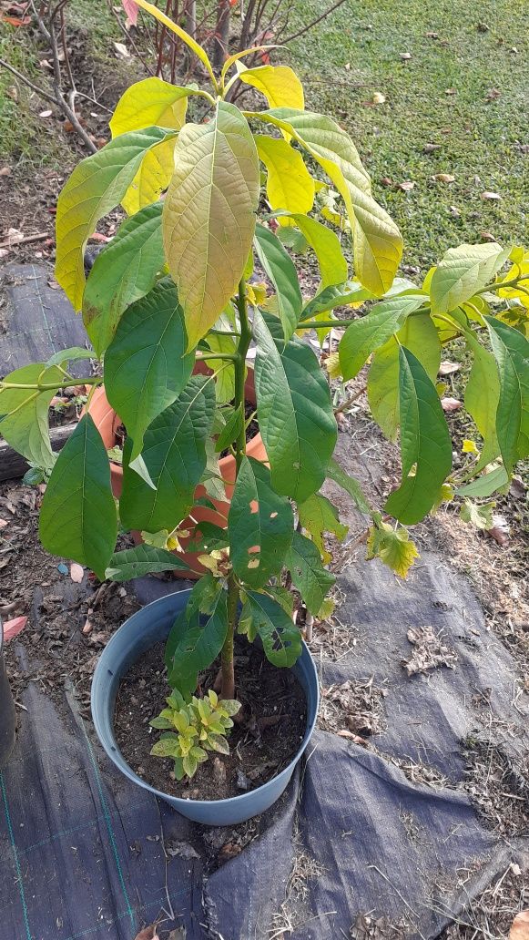 Plantas árvores exoticas