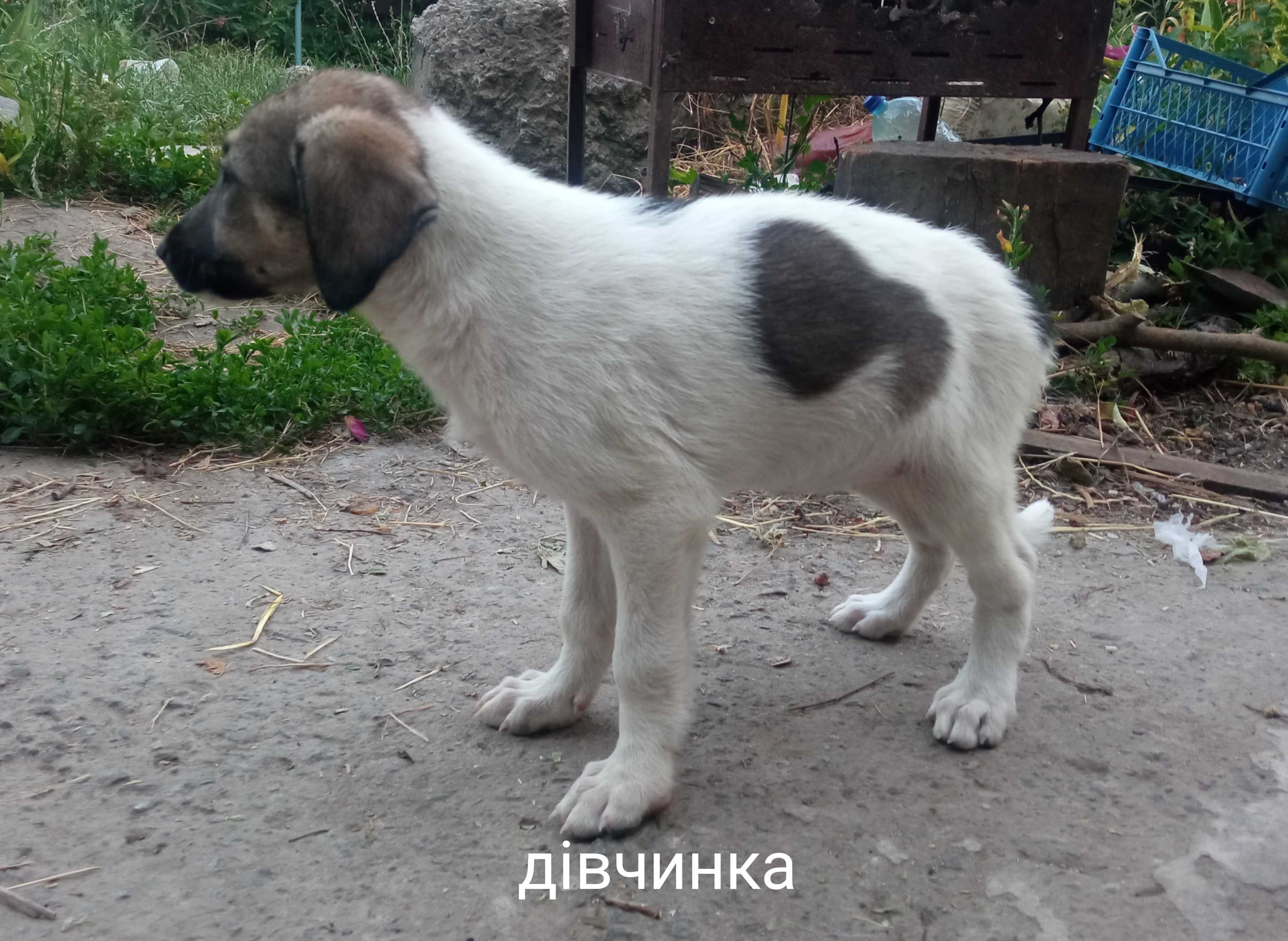 Безкоштовно віддамо цуценят в добрі руки
